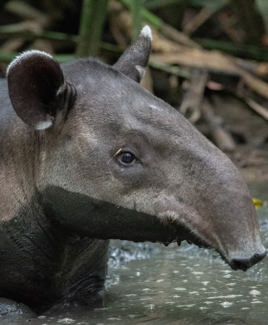 Danto en el Parque Nacional Corcovado