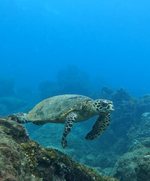 Tortuga en Isla del Caño Snorkeling