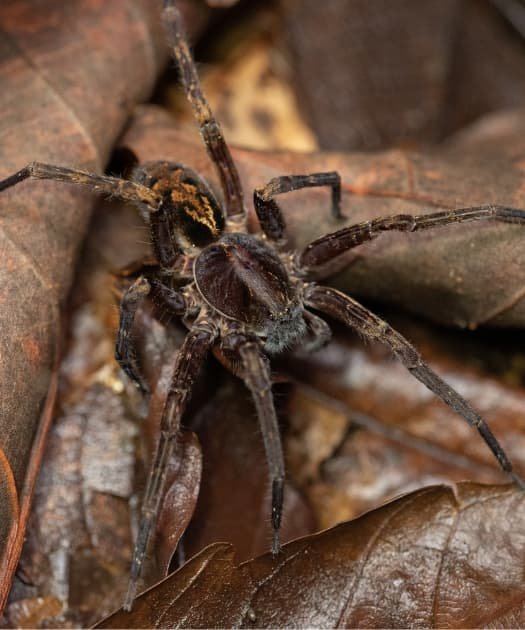 Bosque en Bahía Drake