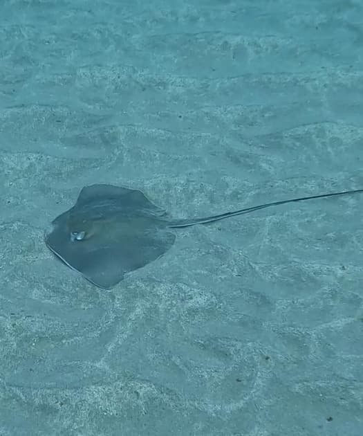 Mantarraya