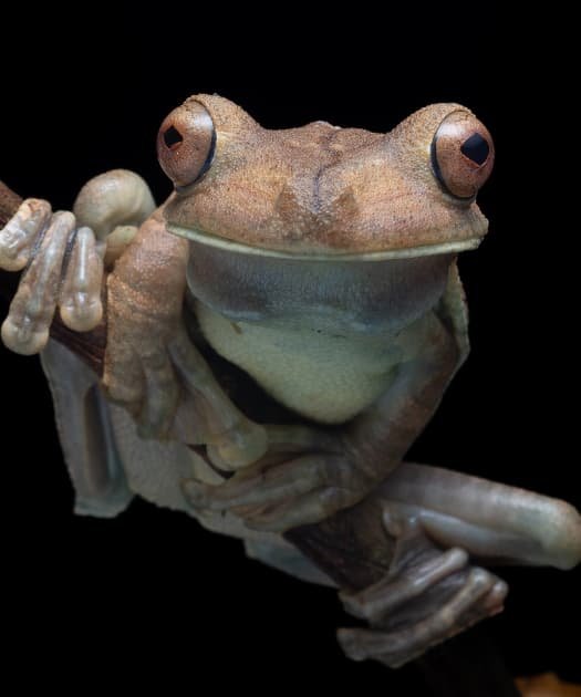 Bosque en Bahía Drake