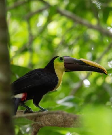 Tucán