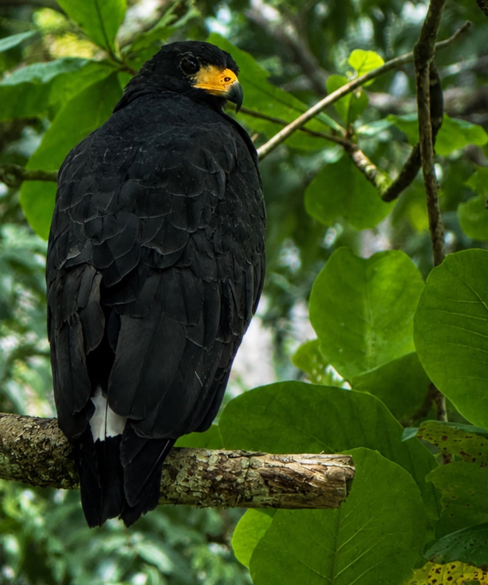 Aguila negra mayor Bahía Drake
