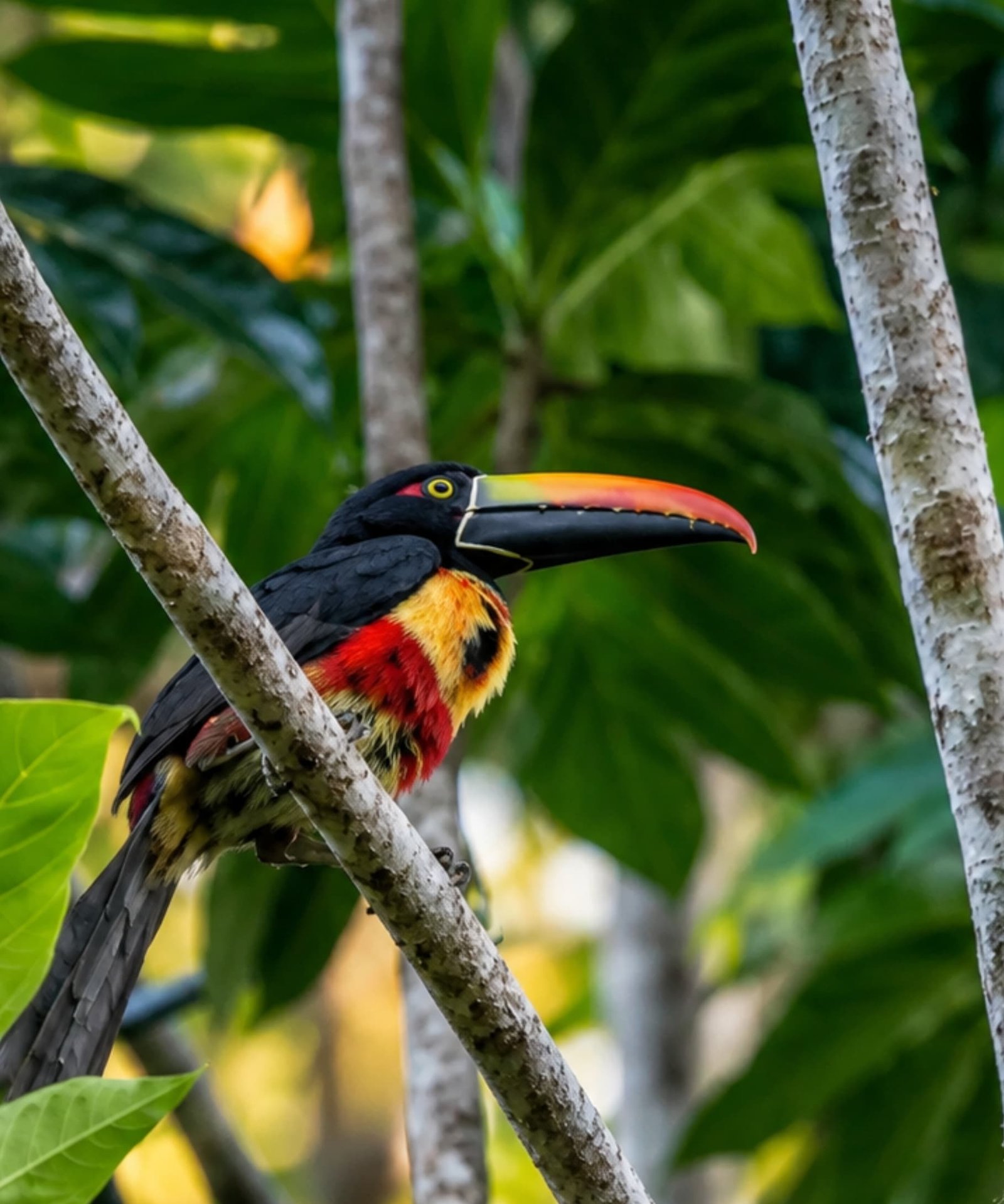 Arasarí Piquinaranja Bahía Drake