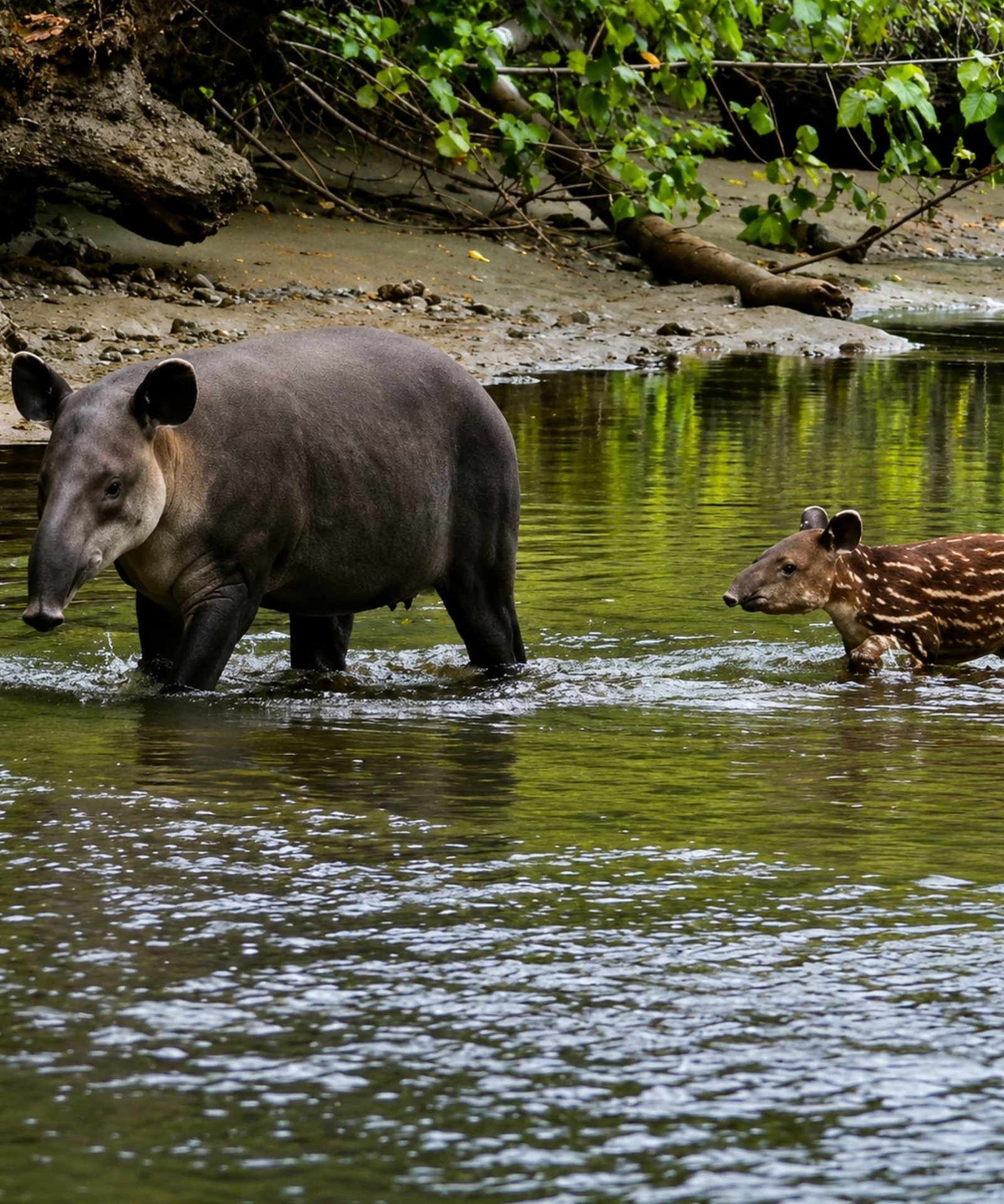 Cría tapir en Sirena