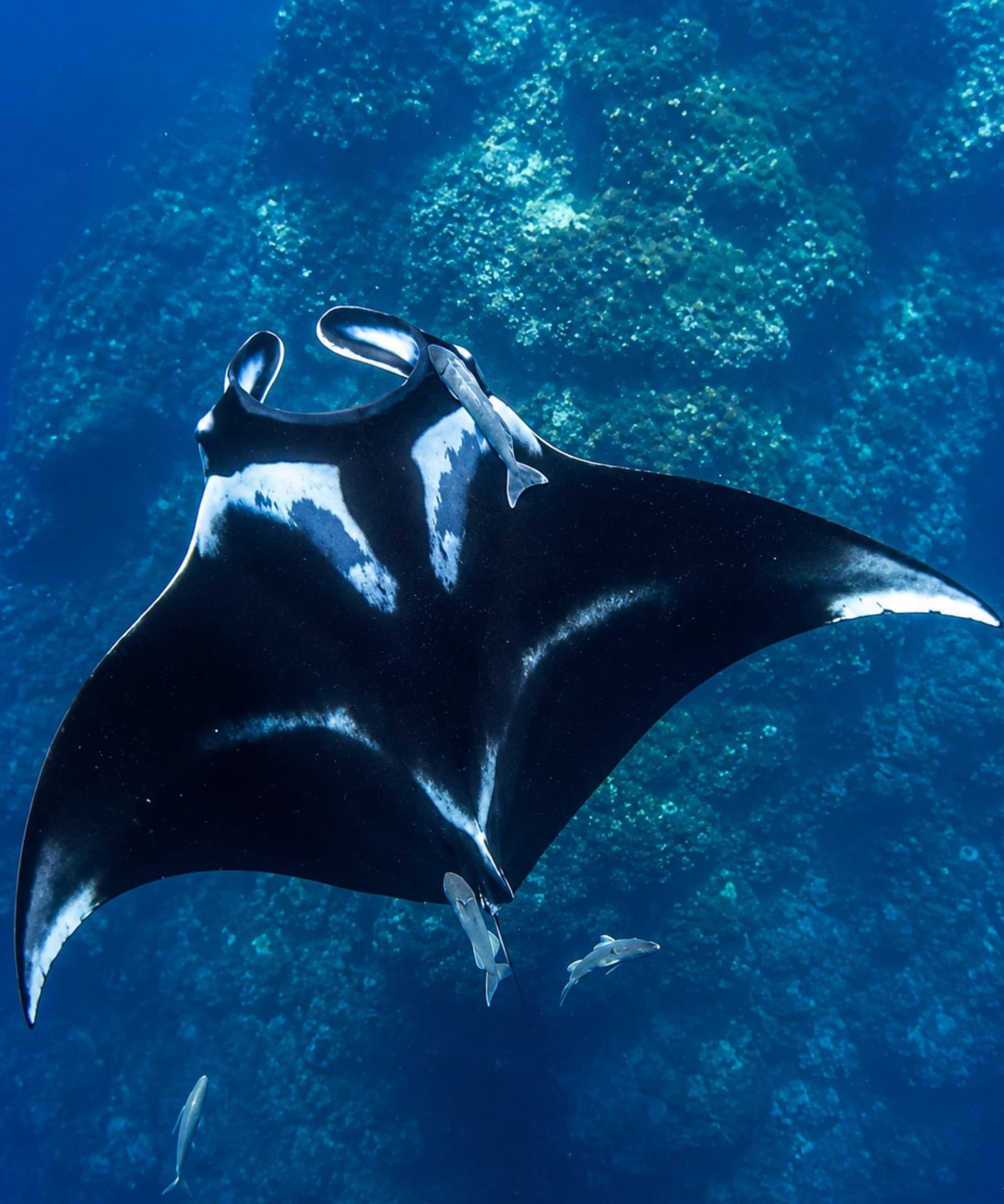 Manta Ray