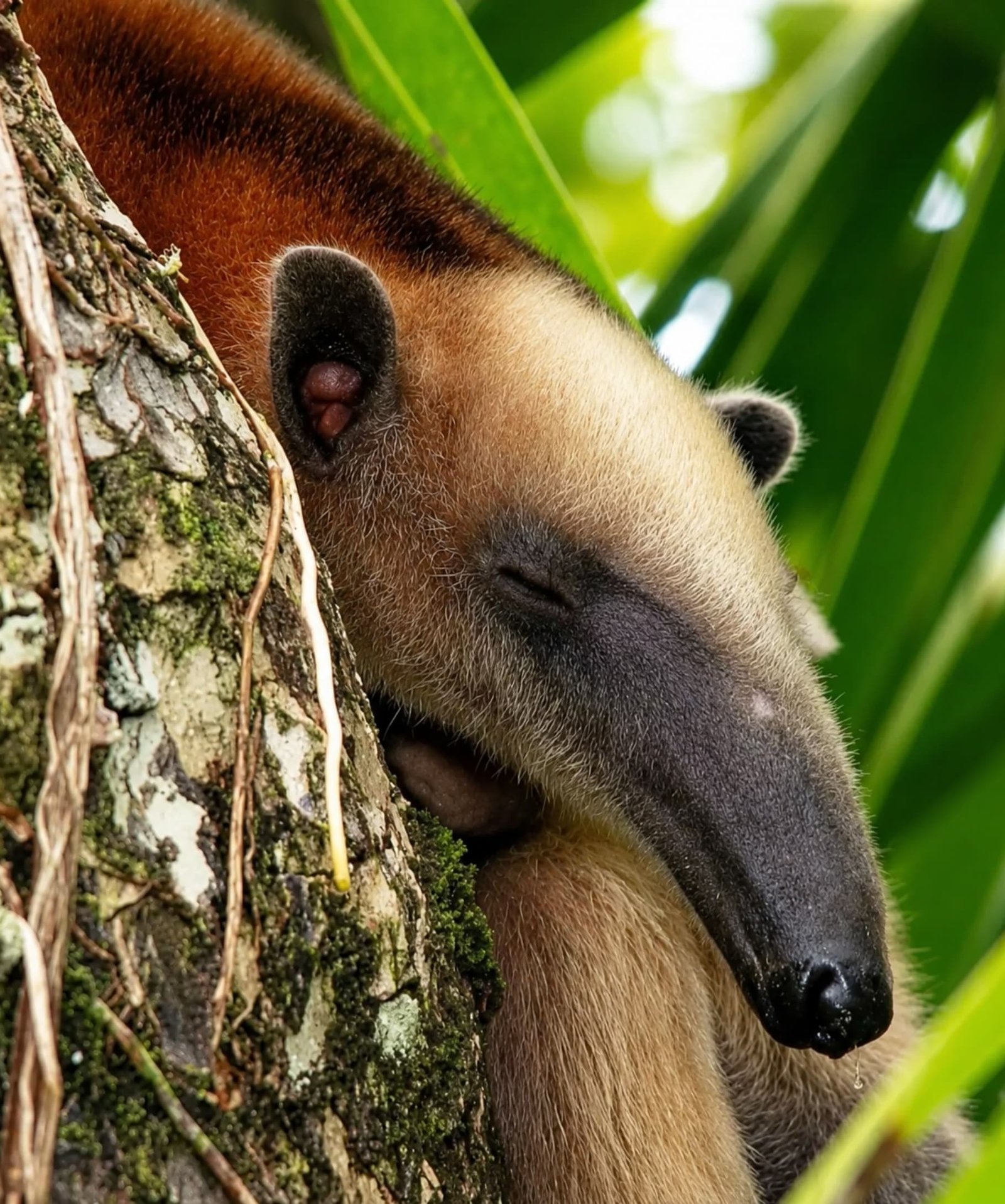 Oso hormiguero Corcovado