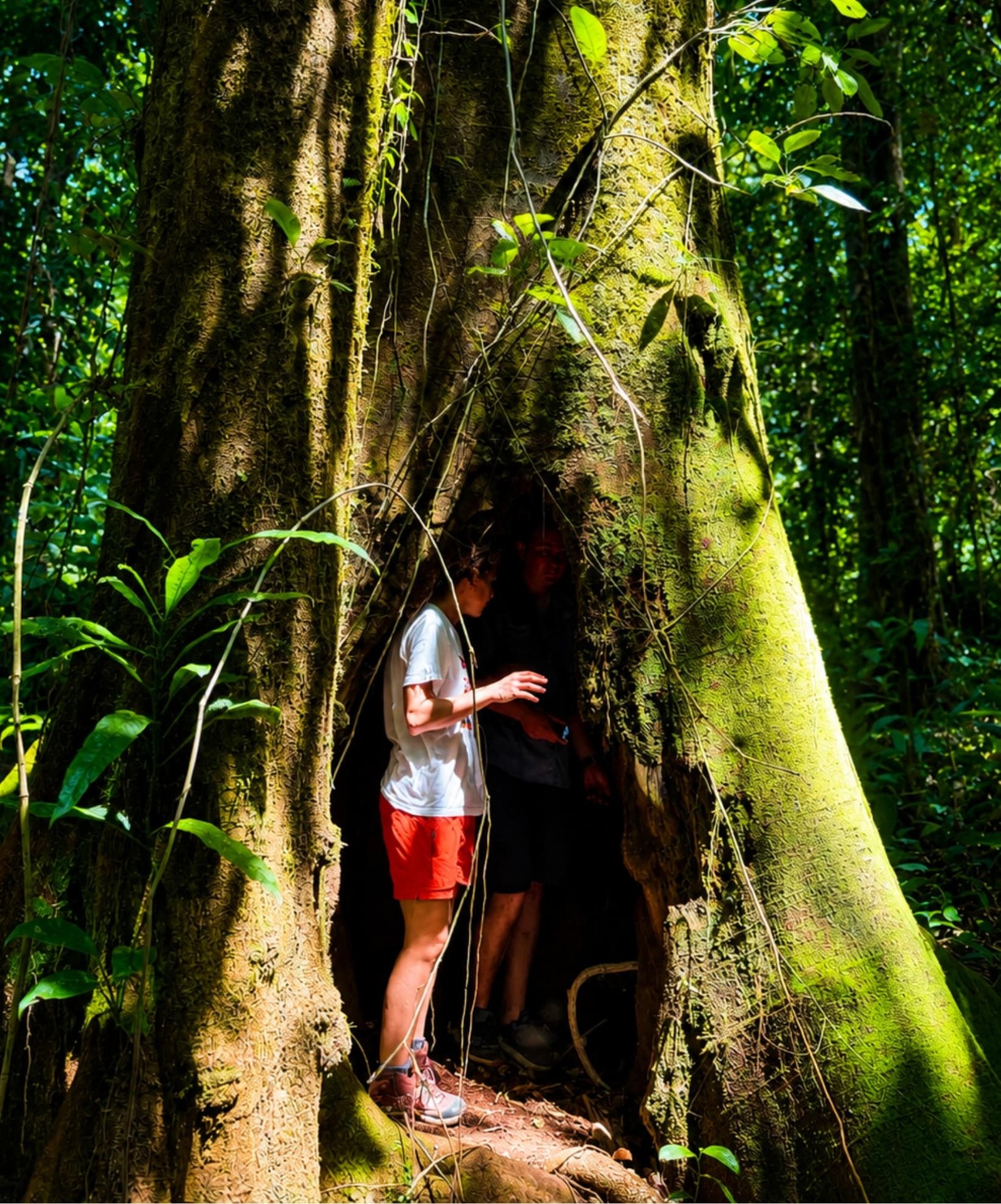 Pazyflora Corcovado