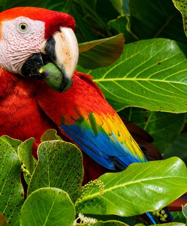 Lapa Roja Drake Bay