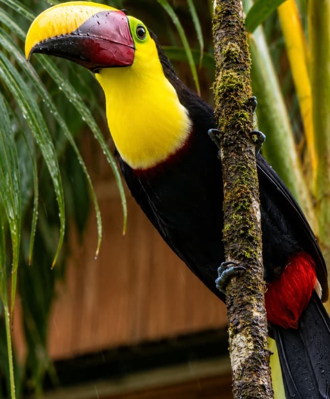 Tucan