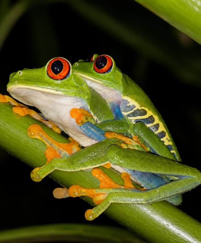 Ranas